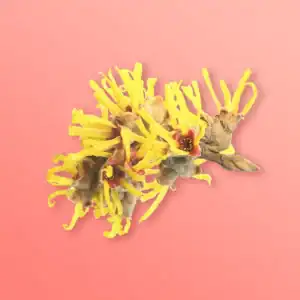 Organic Witch Hazel